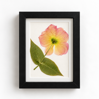 Preserved pink and yellow lisianthus flower from a wedding boutonniere, displayed with green leaves in a black frame with a white mat by Forgiven Flower.